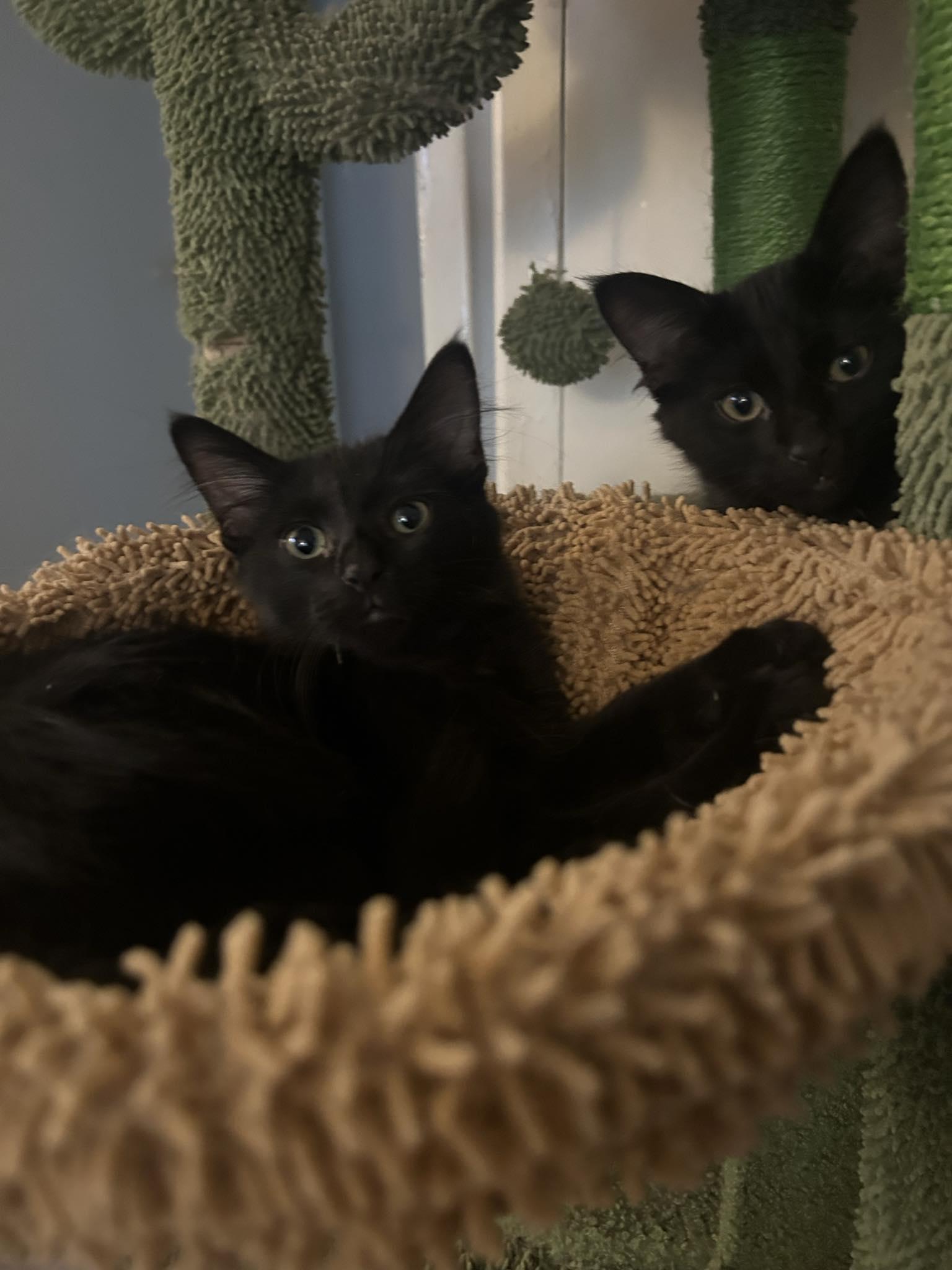 Enlarge Wednesday & Gomez, a Adoptable Domestic Medium Hair in San Diego, CA image 4/5