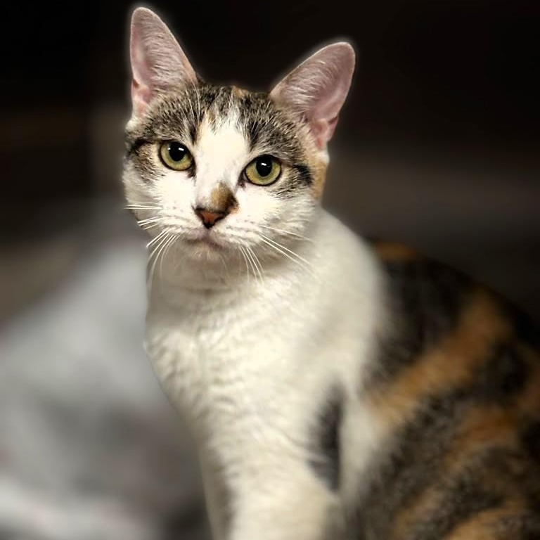 Enlarge Florina, a Adoptable Calico in Montclair, NJ image 1/3