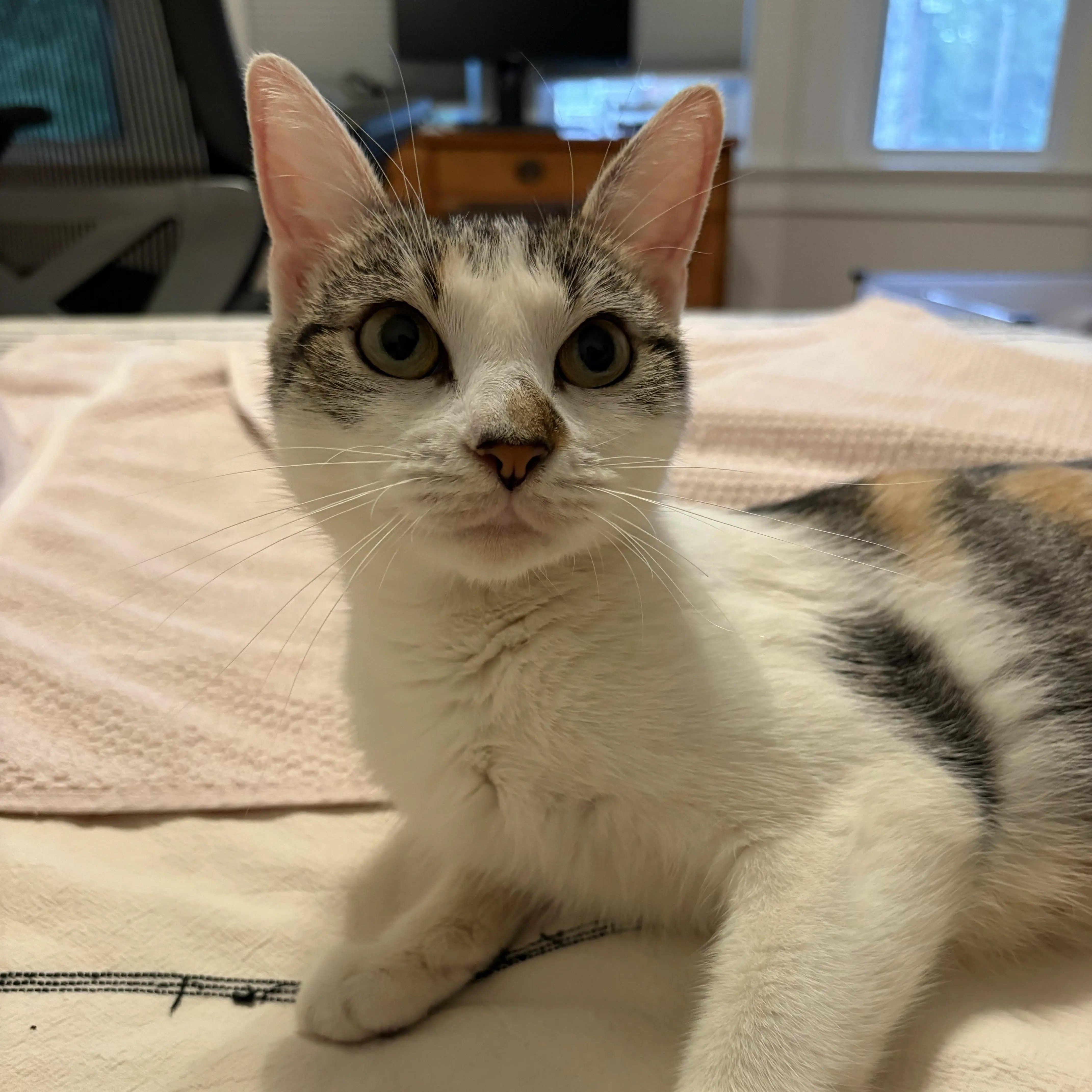 Enlarge Florina, a Adoptable Calico in Montclair, NJ image 2/3