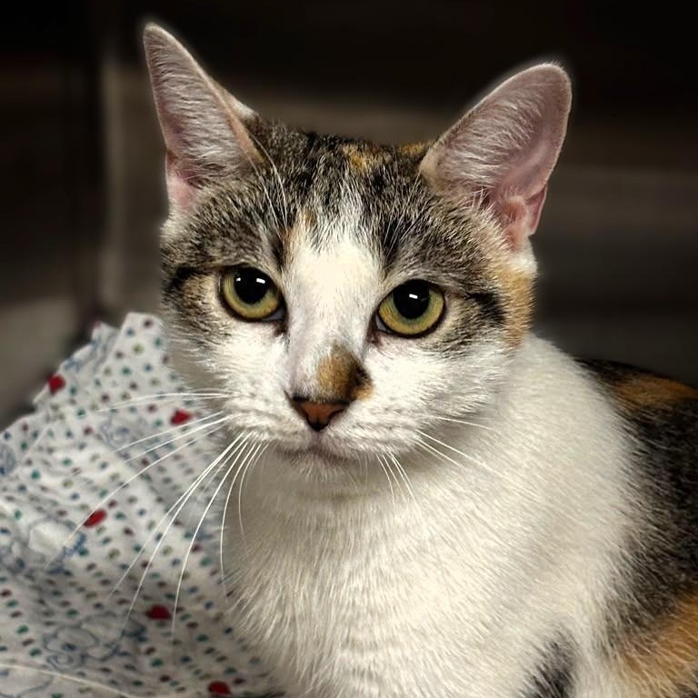 Enlarge Florina, a Adoptable Calico in Montclair, NJ image 3/3