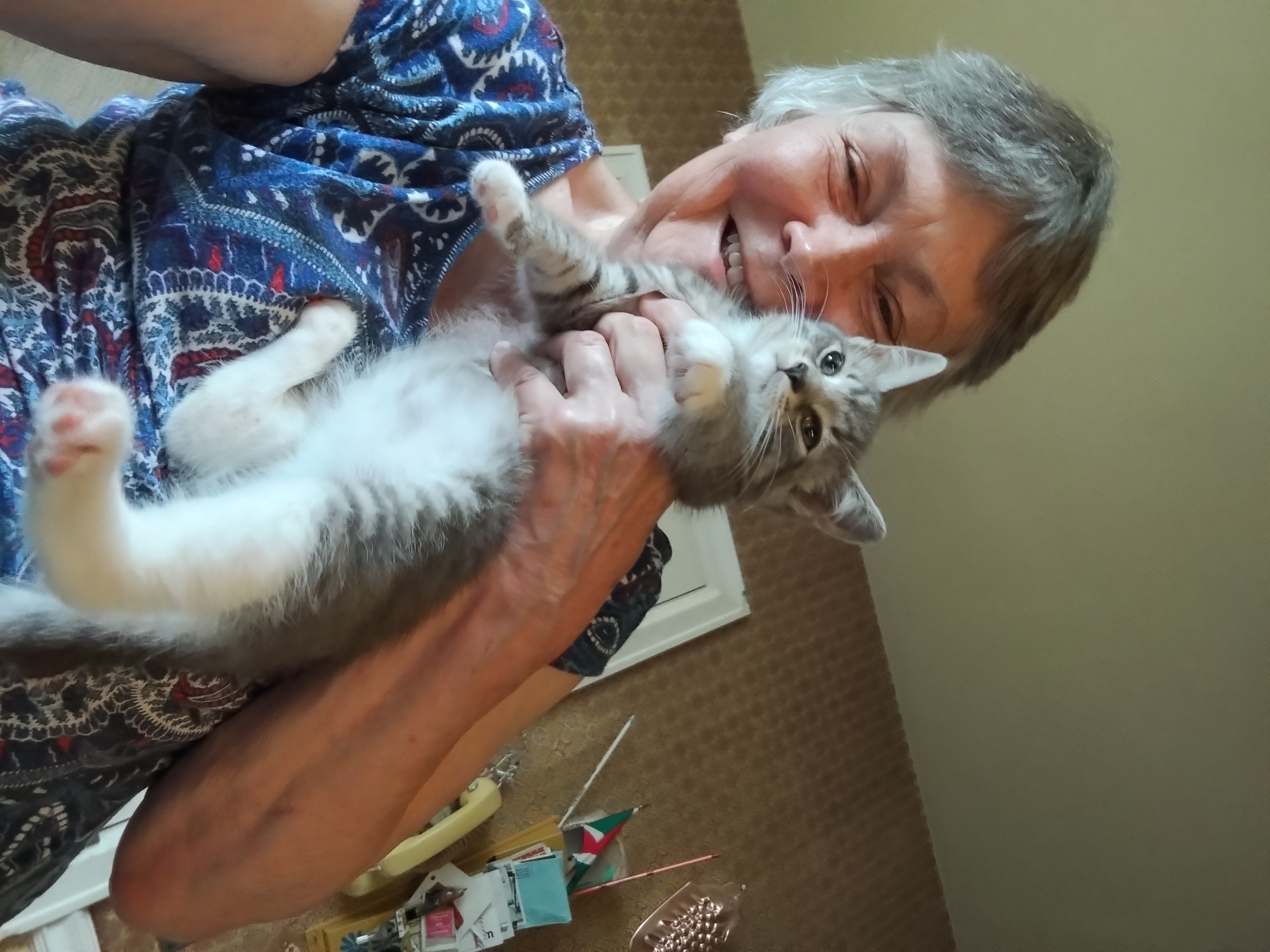 Brava, a Adopted mixed breed in Rochester, NY image 4/4