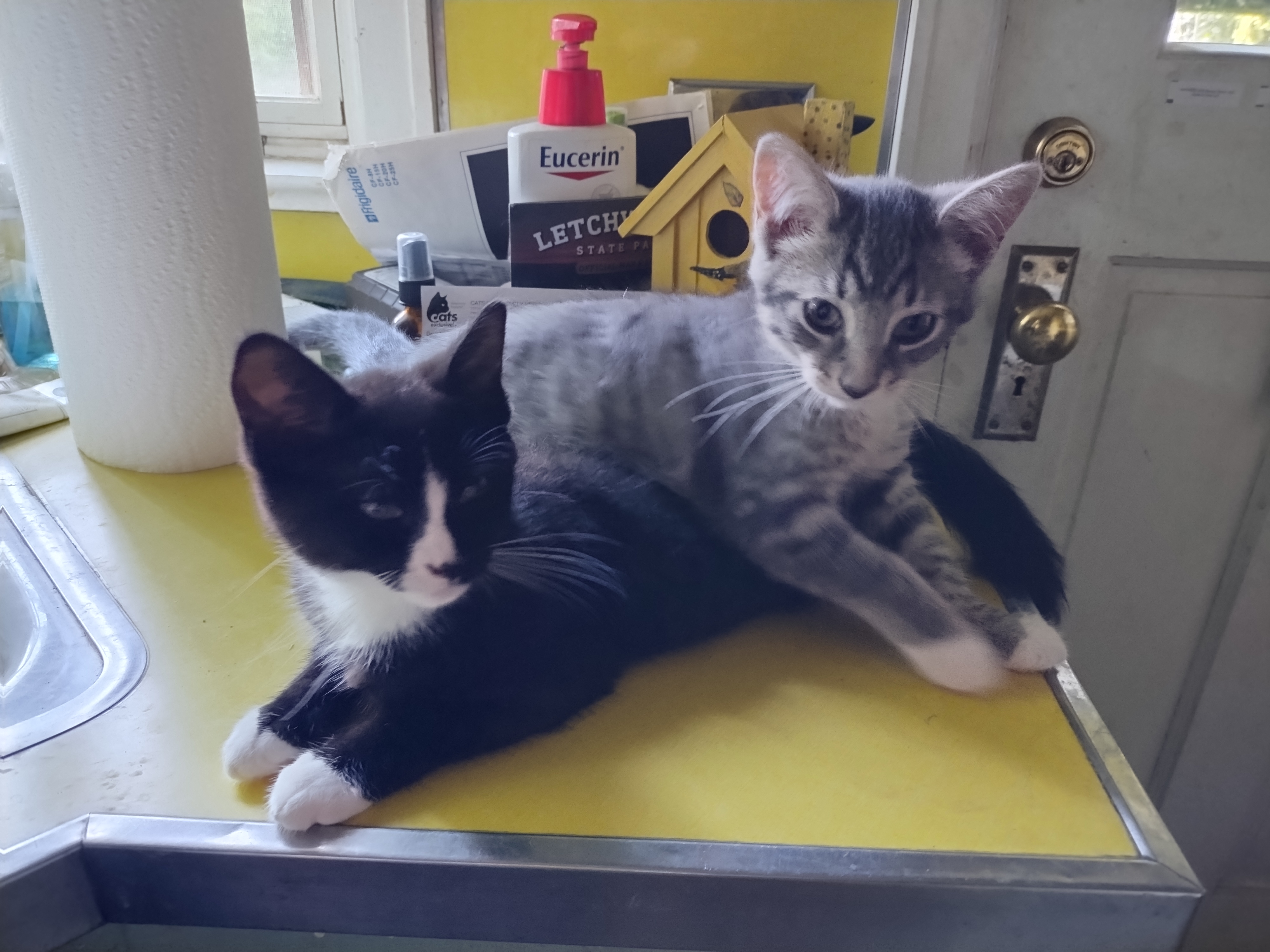 Brava, a Adopted mixed breed in Rochester, NY image 3/4