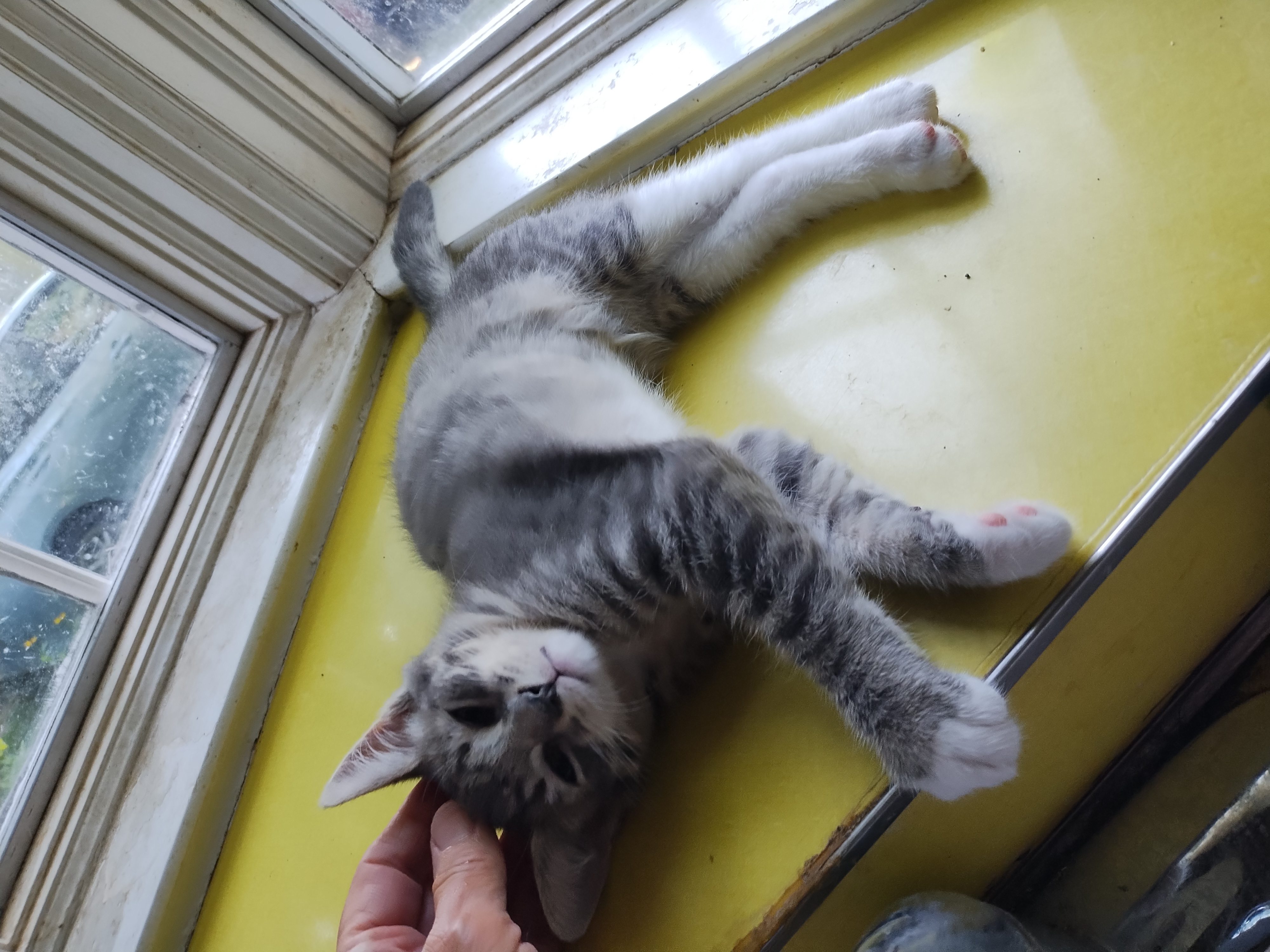 Brava, a Adopted mixed breed in Rochester, NY image 2/4