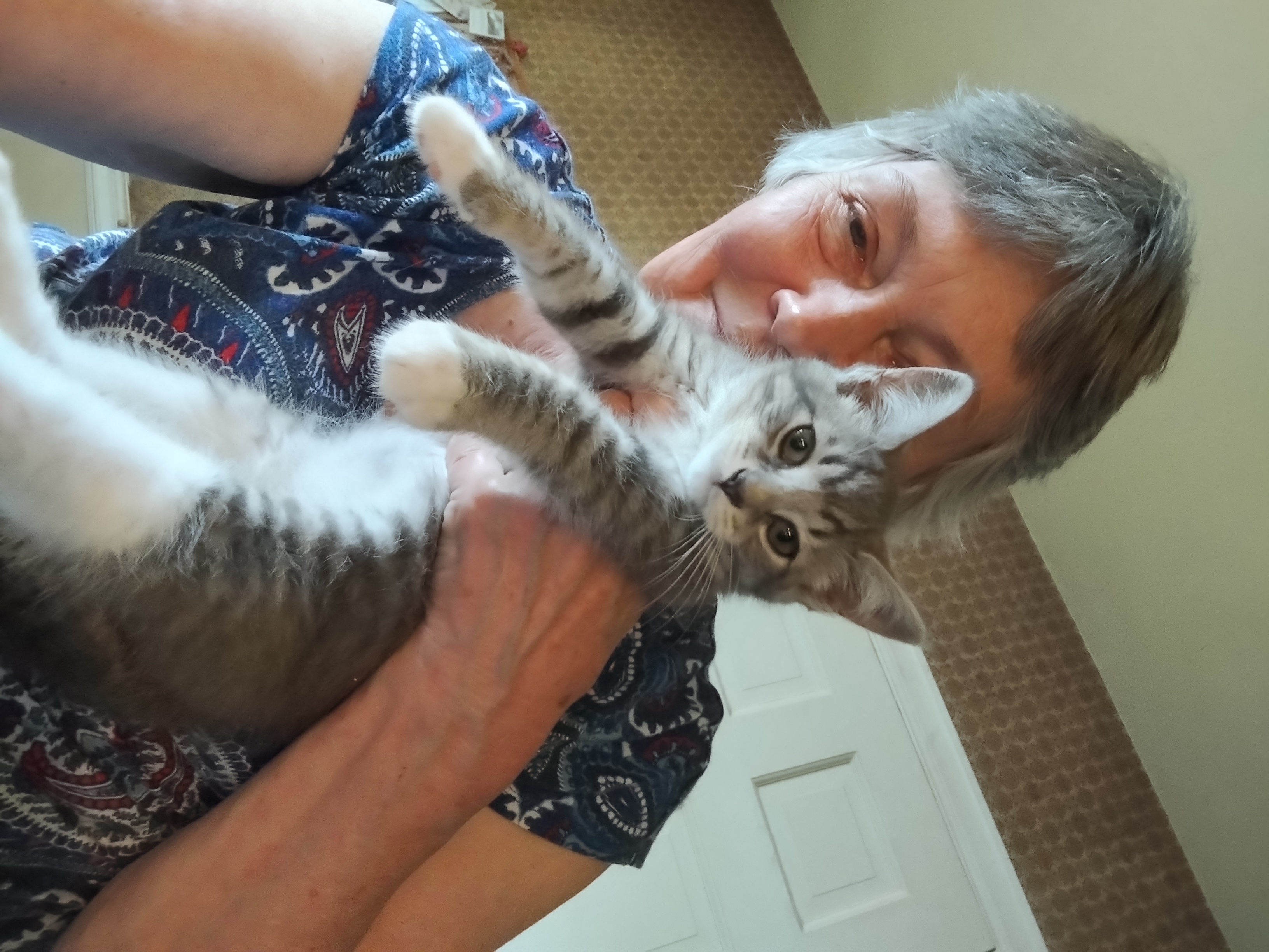 Brava, Adopted, Kitten Female Domestic Medium Hair & Siamese.