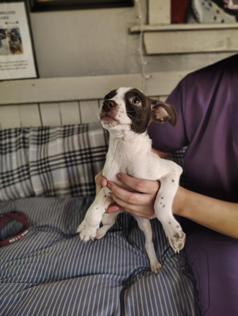 Enlarge Sound Pups (SIGH), a Adoptable Terrier in Fort Worth, TX image 1/2