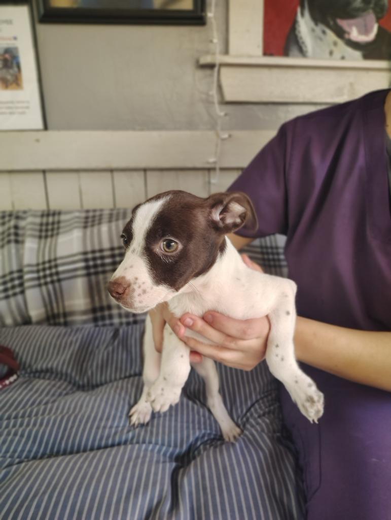 Enlarge Sound Pups (SIGH), a Adoptable Terrier in Fort Worth, TX image 2/2