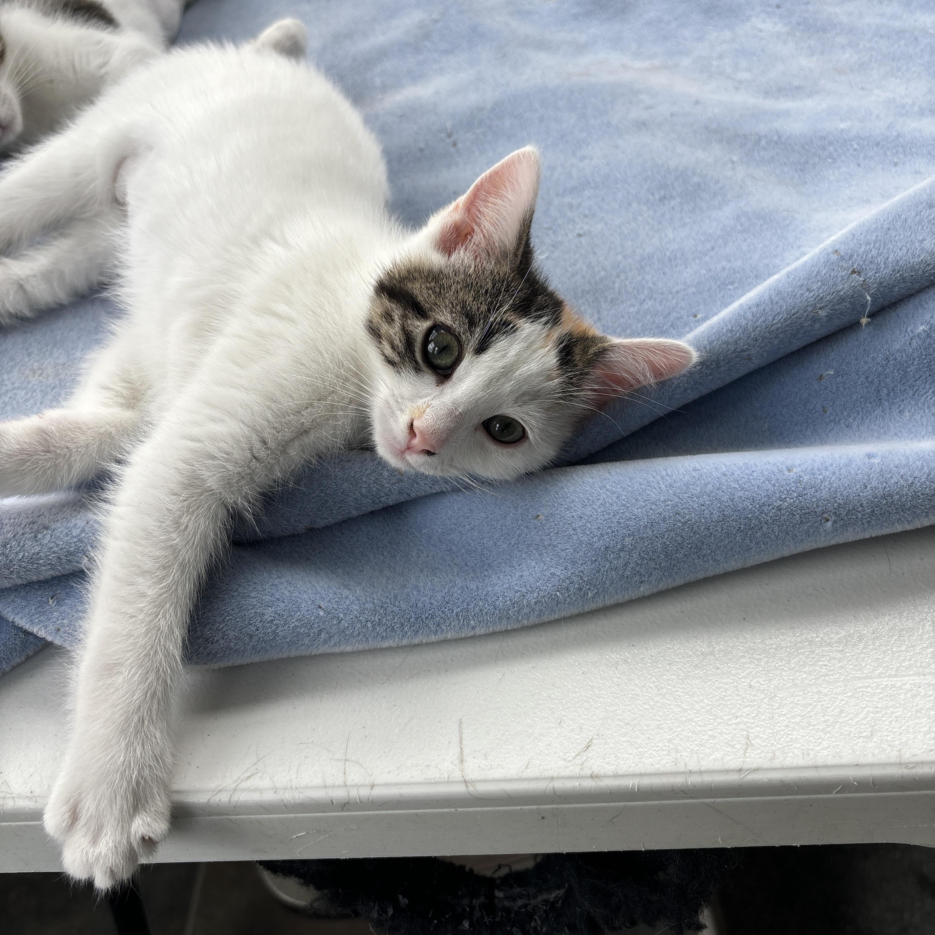 Pinto, an adoptable Domestic Short Hair in Ridgway, CO, 81432 | Photo Image 2