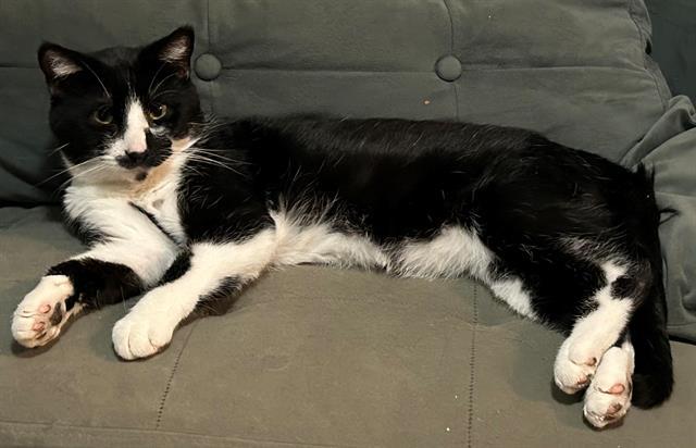 Enlarge STEVE, a Adoptable Domestic Short Hair in Olivette, MO image 1/1