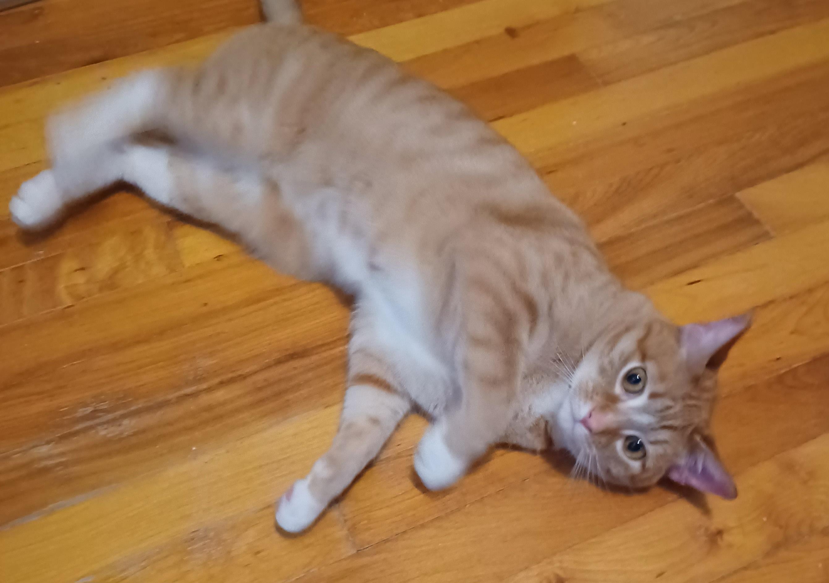 Enlarge Spork, an adopted Domestic Short Hair in Milwaukee, WI image 2/3
