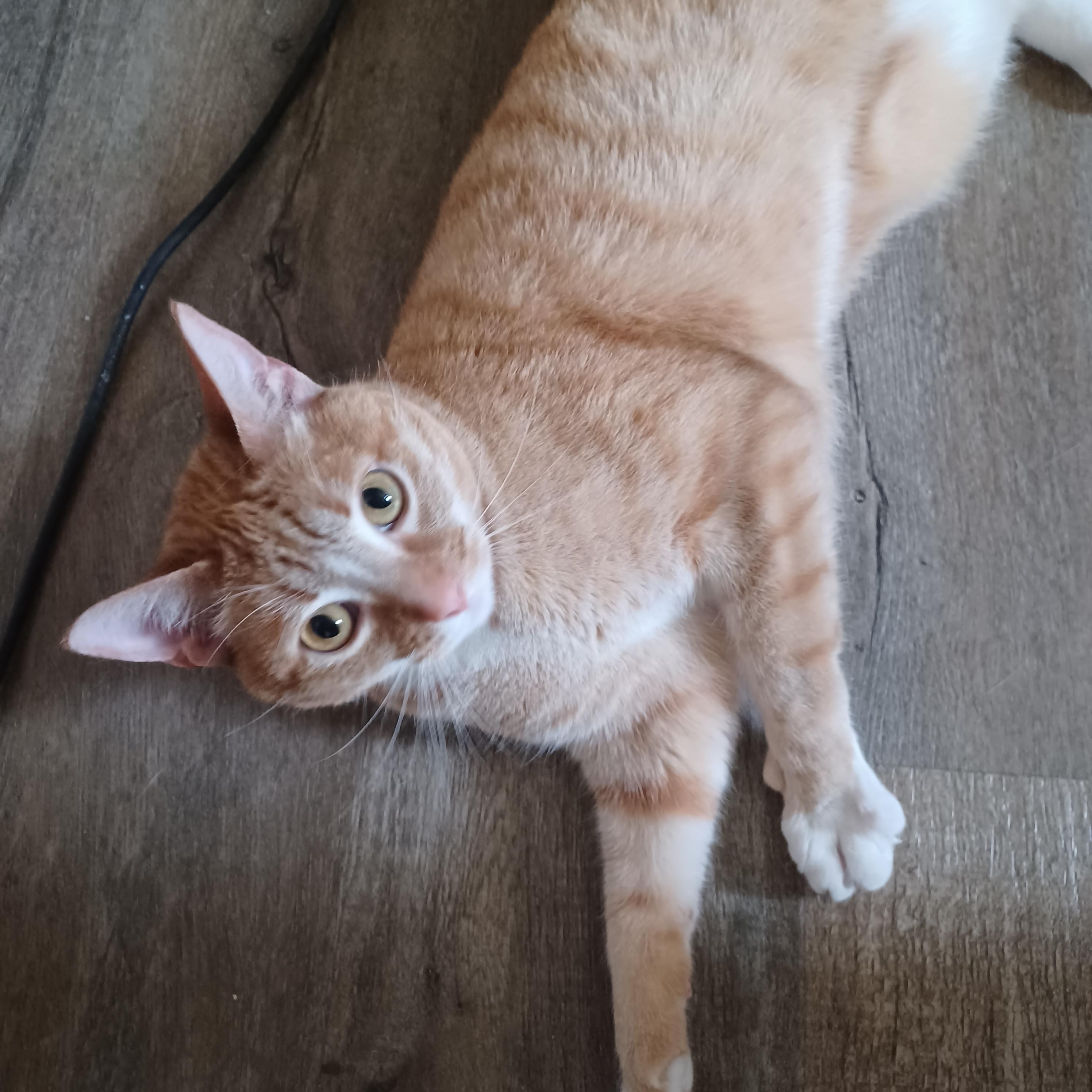 Enlarge Spork, an adopted Domestic Short Hair in Milwaukee, WI image 1/3