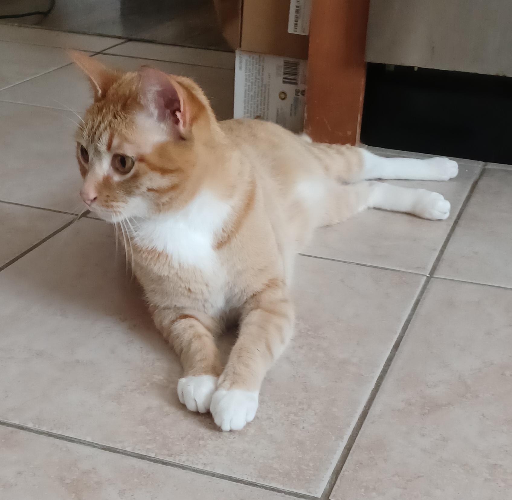 Enlarge Spork, an adopted Domestic Short Hair in Milwaukee, WI image 3/3