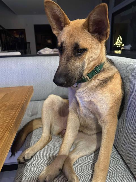 BELLE, Adoptable, Young Female German Shepherd Dog.