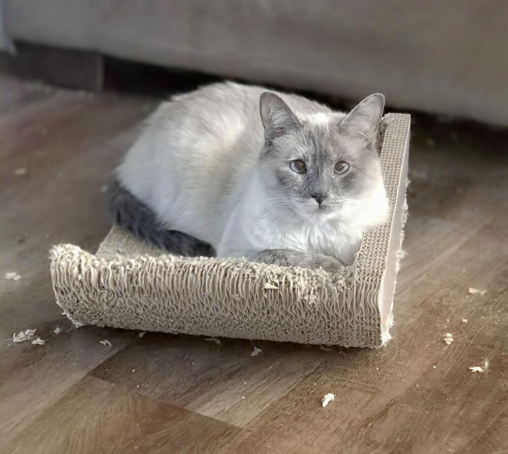 DANCING QUEEN (QUEENIE)-SHY!, Adoptable, Adult Female Siamese.