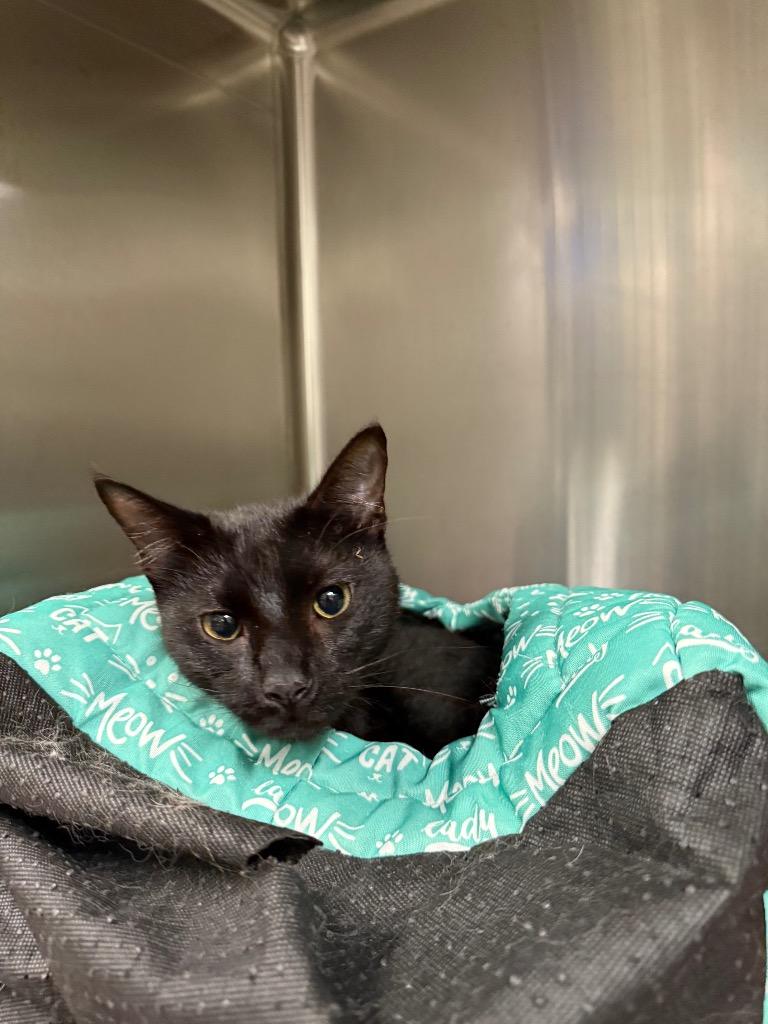 Cobbweb, Adoptable, Young Male Domestic Short Hair.