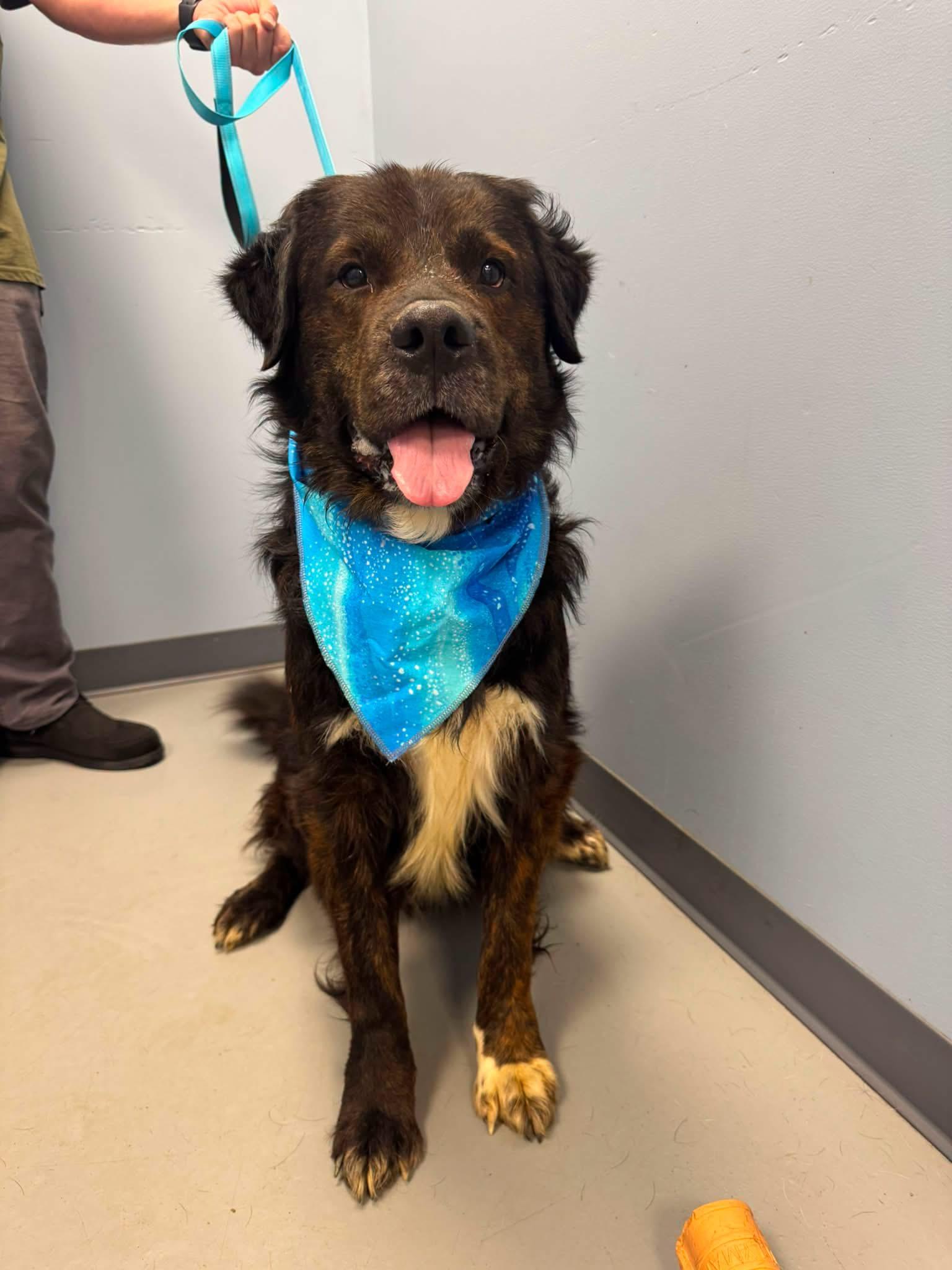 Tank 2.0, ADOPTABLE, Senior Male Collie.