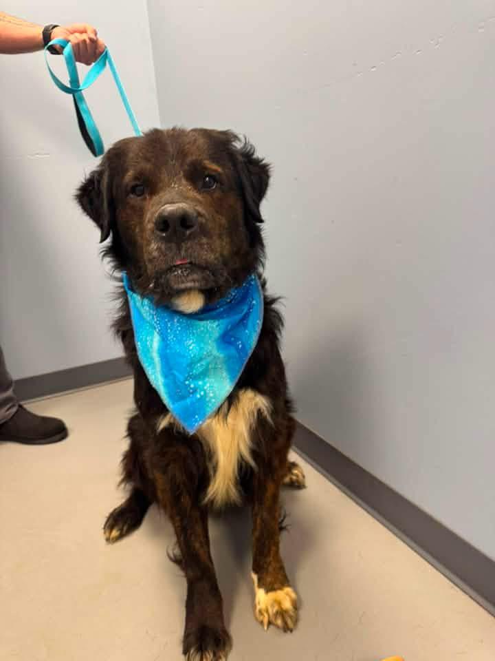 Enlarge Tank 2.0, a ADOPTABLE mixed breed in Zanesville, OH image 2/3
