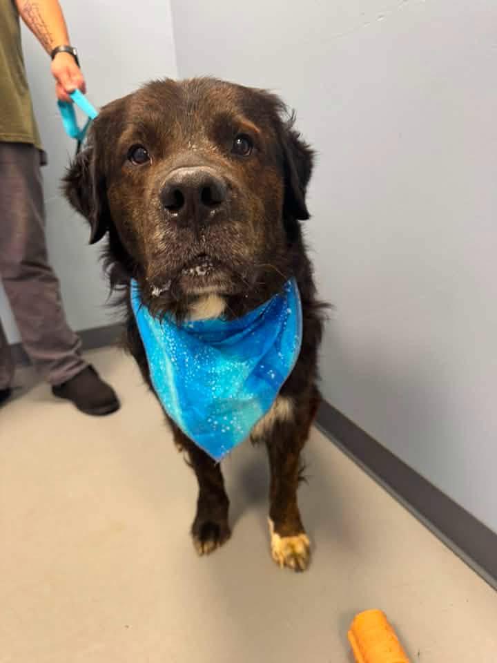 Enlarge Tank 2.0, a ADOPTABLE mixed breed in Zanesville, OH image 3/3