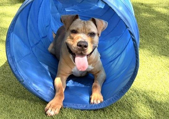 KOBE, Adoptable, Young Male American Staffordshire Terrier & Mixed Breed.