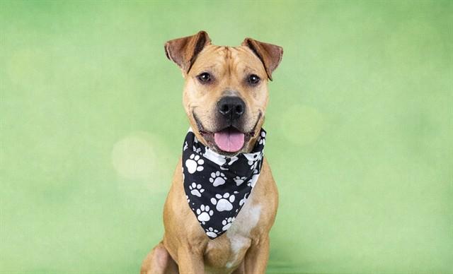 KOBE, Adoptable, Young Male American Staffordshire Terrier & Mixed Breed.