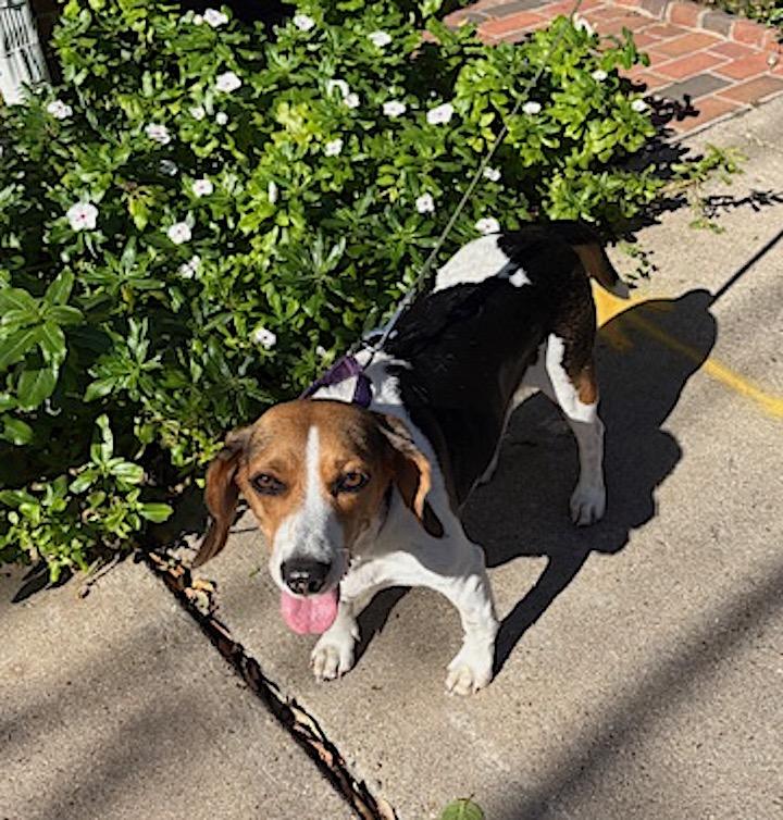 Enlarge Haley aka Holly, a ADOPTABLE Beagle in Tomball, TX image 2/6