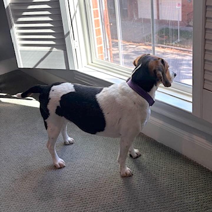 Enlarge Haley aka Holly, a ADOPTABLE Beagle in Tomball, TX image 5/6