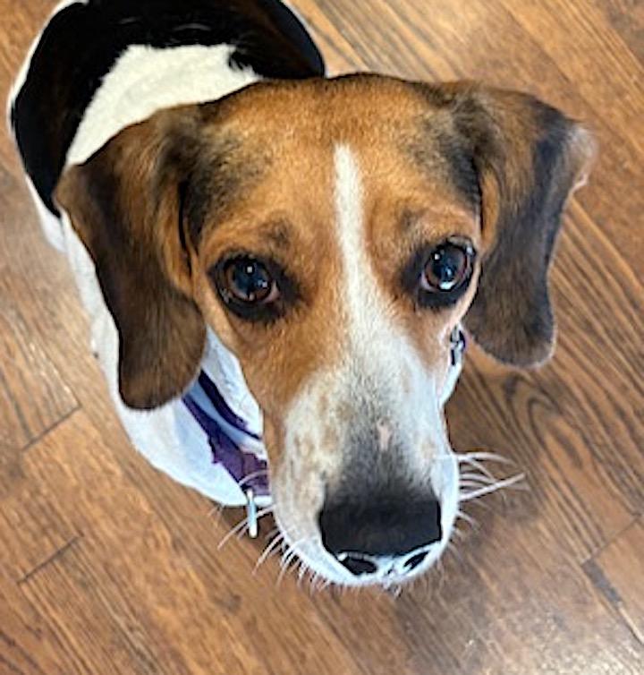 Haley aka Holly, ADOPTABLE, Adult Female Beagle.