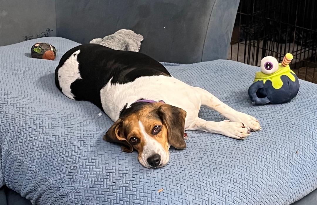 Enlarge Haley aka Holly, a ADOPTABLE Beagle in Tomball, TX image 3/6