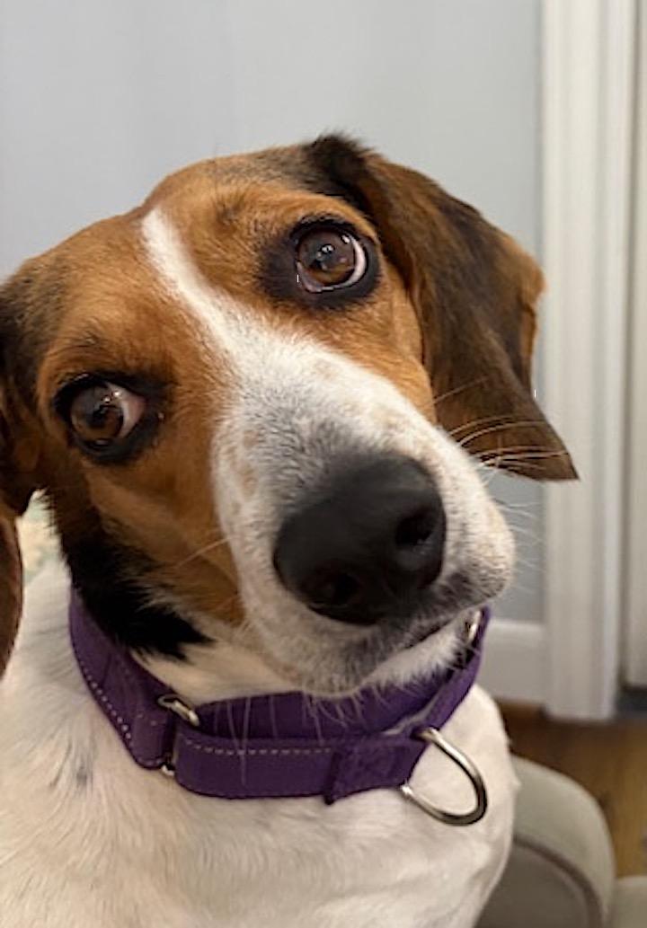 Enlarge Haley aka Holly, a ADOPTABLE Beagle in Tomball, TX image 6/6