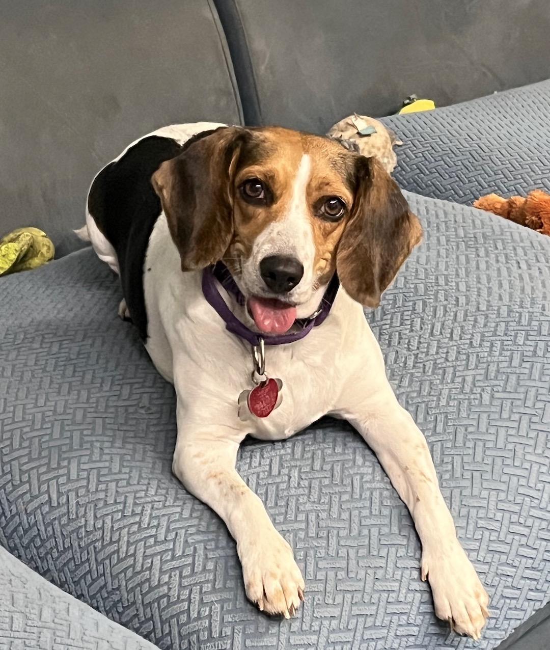 Enlarge Haley aka Holly, a ADOPTABLE Beagle in Tomball, TX image 4/6