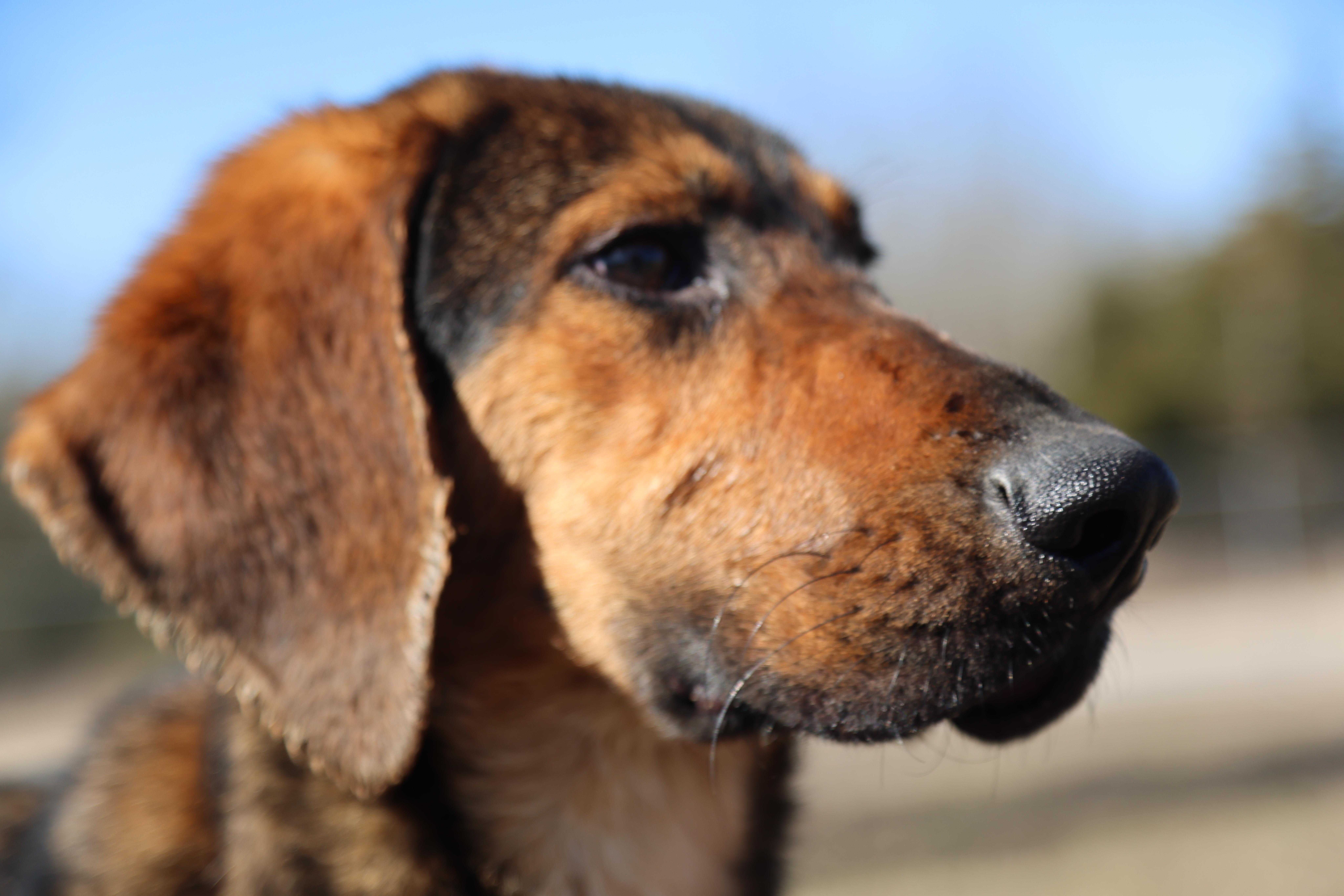 Enlarge Dash, a ADOPTABLE Black and Tan Coonhound in Cherokee Village, AR image 2/2