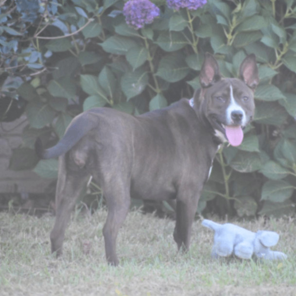 Maggie, Adoptable, Young Female Cattle Dog & Terrier.