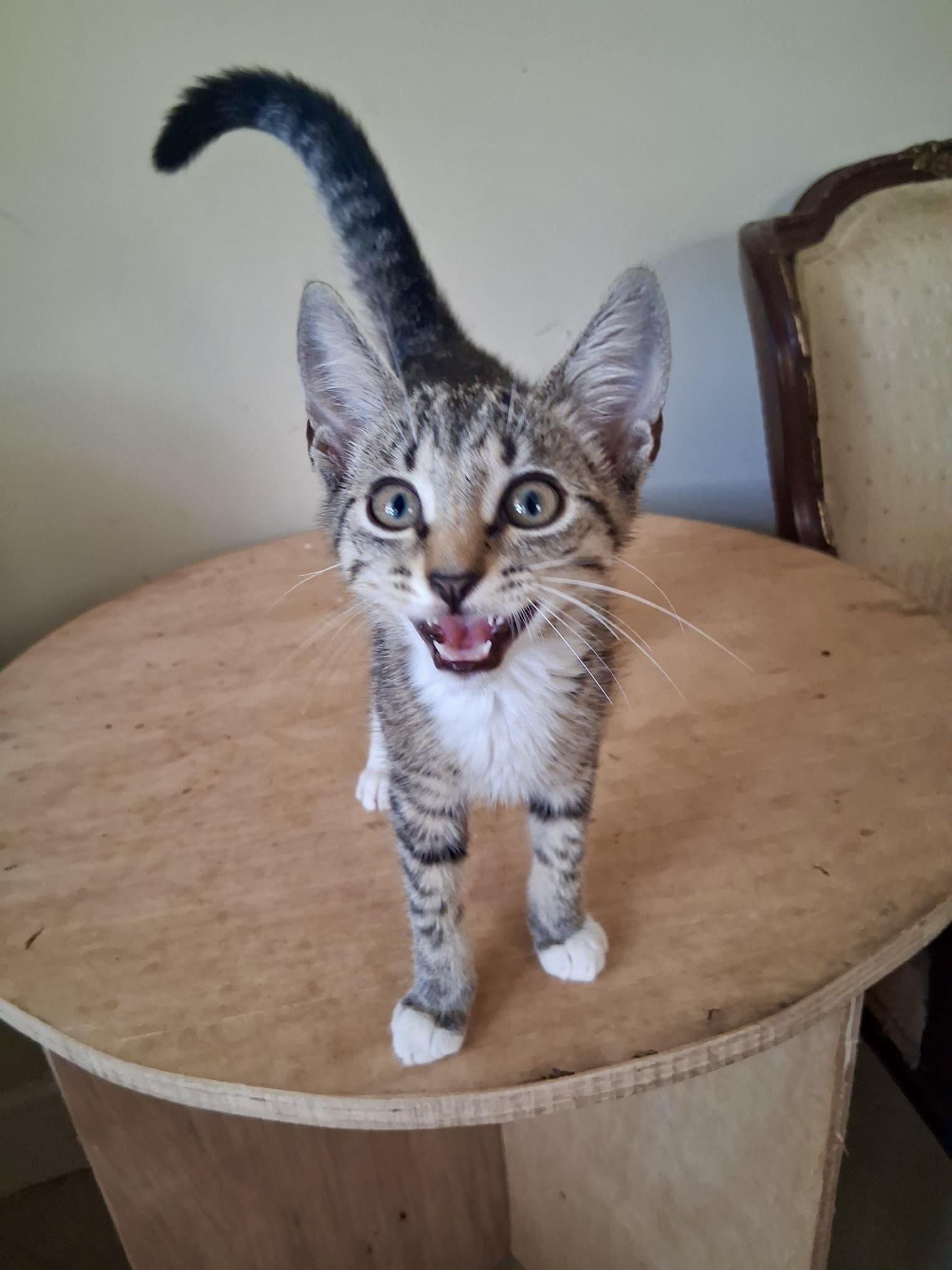 River, a ADOPTABLE Tabby in Bethel, CT image 3/6