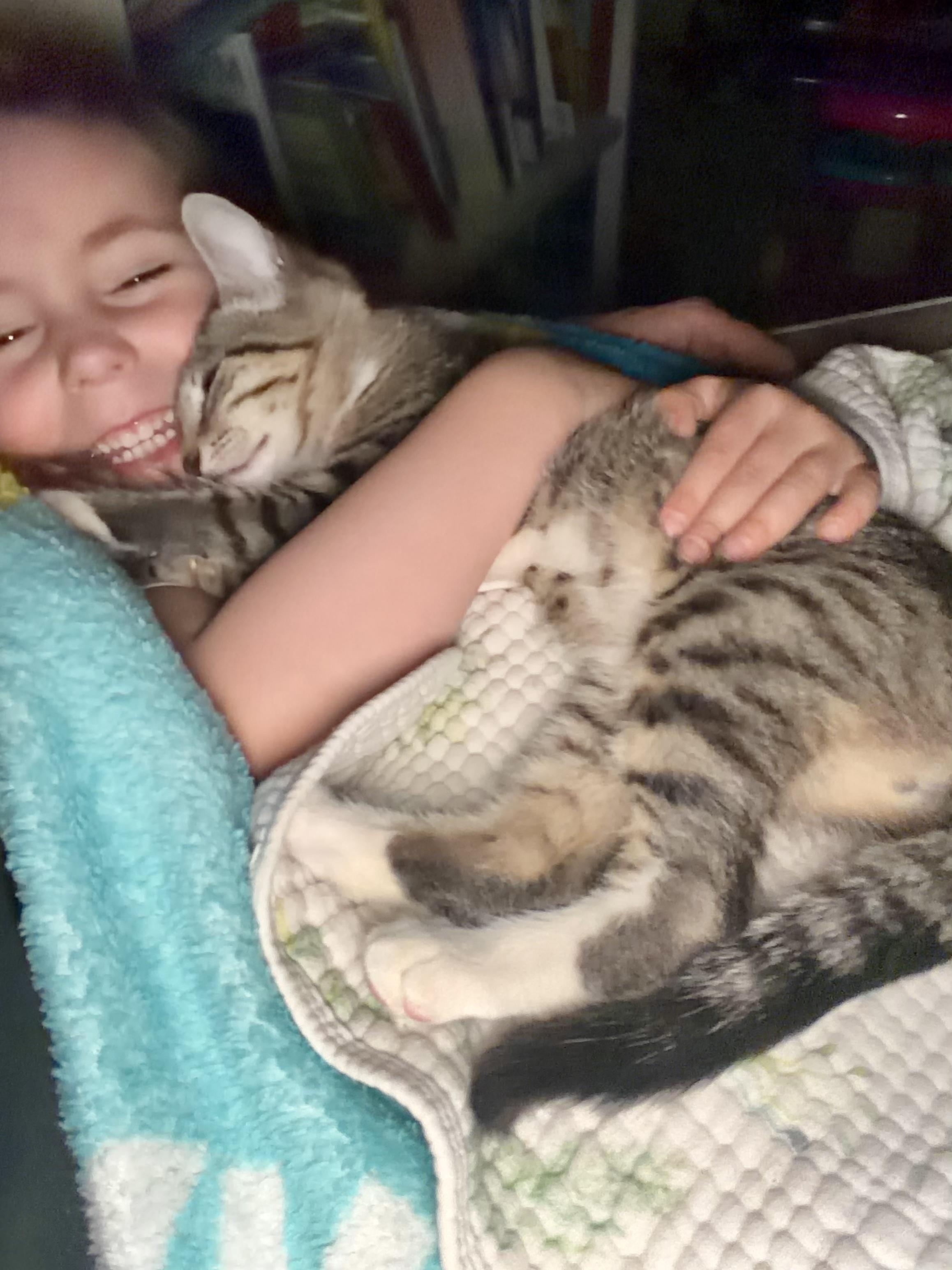 River, a ADOPTABLE Tabby in Bethel, CT image 5/6