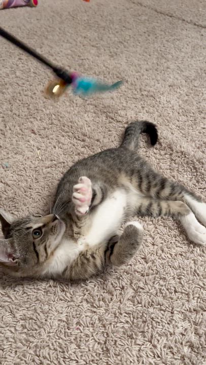 Enlarge River, a ADOPTABLE Tabby in Bethel, CT video 6/6