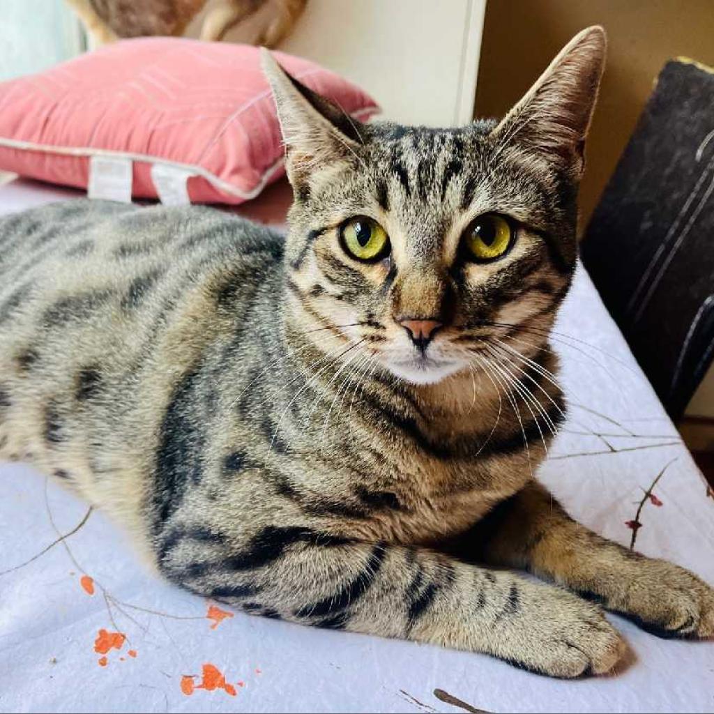 Enlarge Cadde, a Adoptable Domestic Short Hair in Los Angeles, CA image 1/3