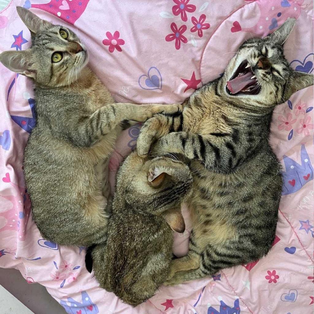 Enlarge Cadde, a Adoptable Domestic Short Hair in Los Angeles, CA image 3/3