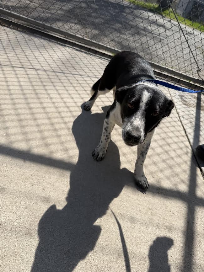 Betsy, ADOPTABLE, Young Female Australian Cattle Dog / Blue Heeler.