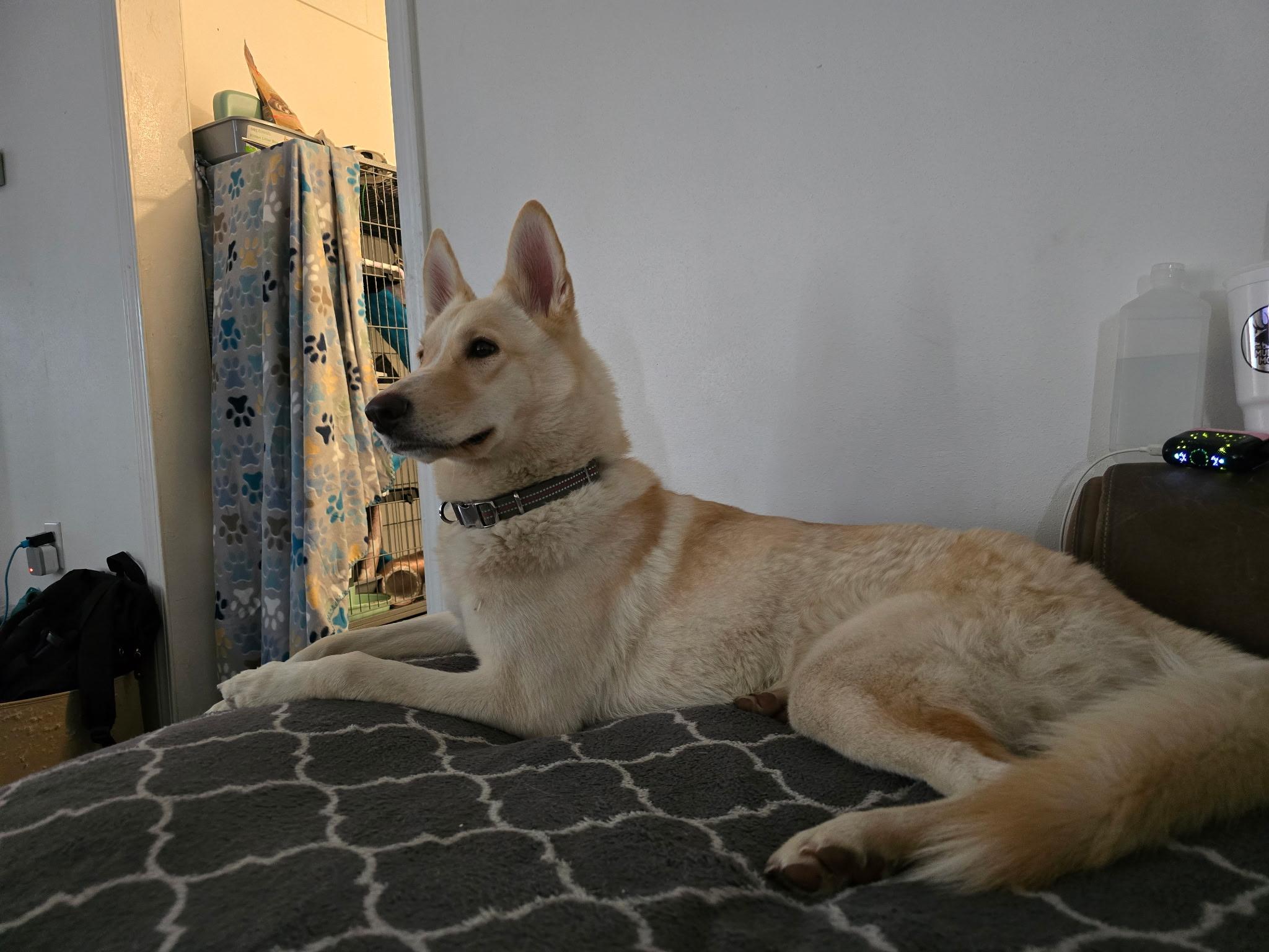 Leia, a Adoptable mixed breed in Pocatello, ID image 1/5