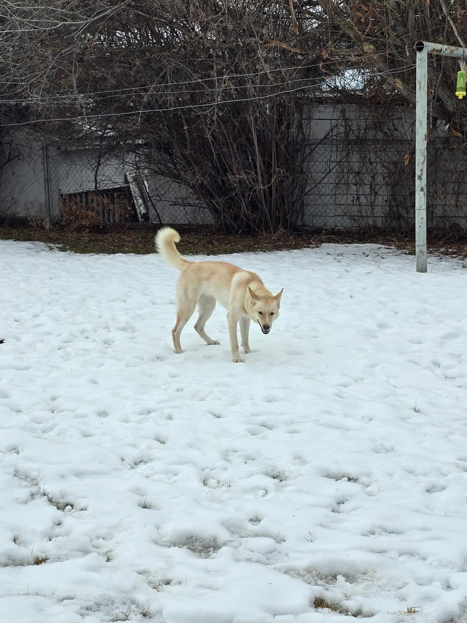 Leia, a Adoptable mixed breed in Pocatello, ID image 3/5