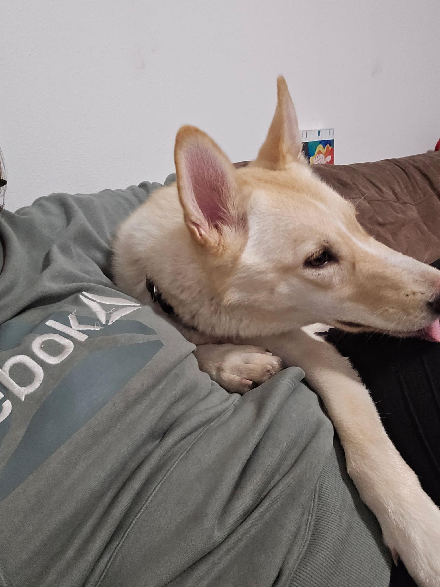 Leia, a Adoptable mixed breed in Pocatello, ID image 2/5