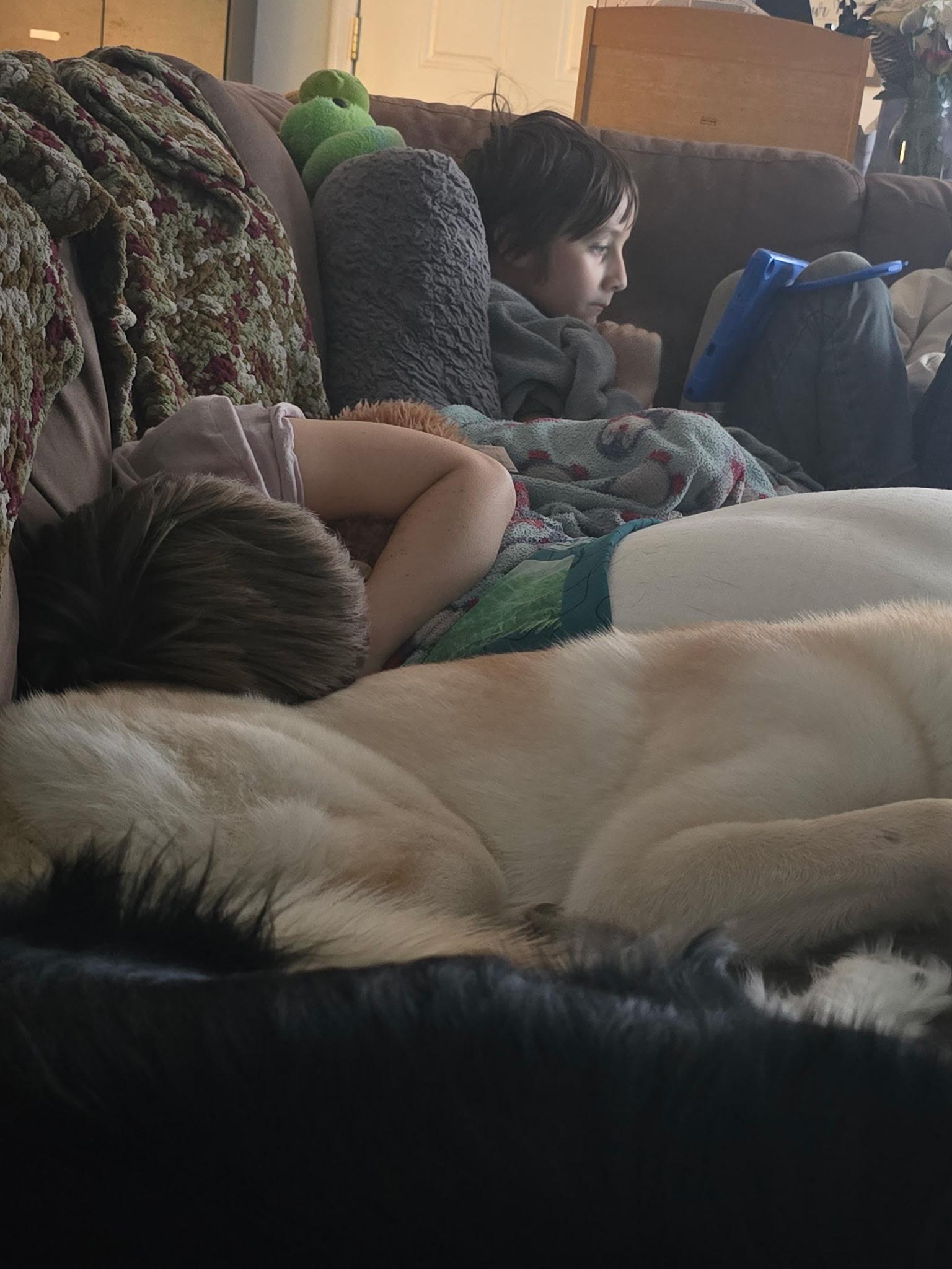 Leia, a Adoptable mixed breed in Pocatello, ID image 4/5