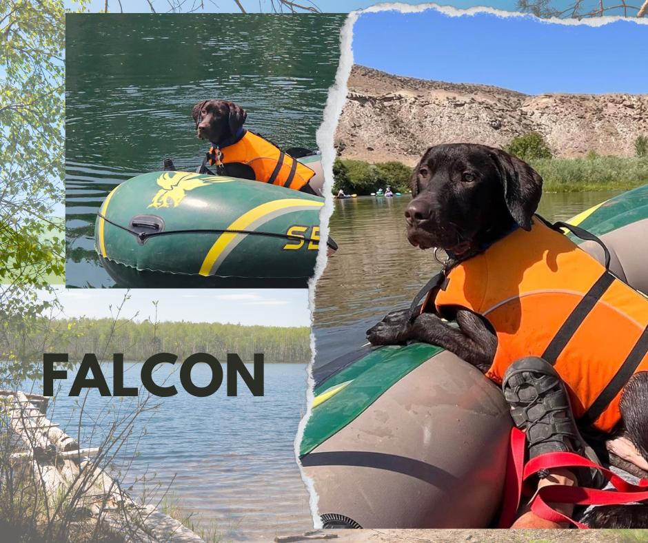 Falcon, a ADOPTABLE Labrador Retriever in Albuquerque, NM image 2/2