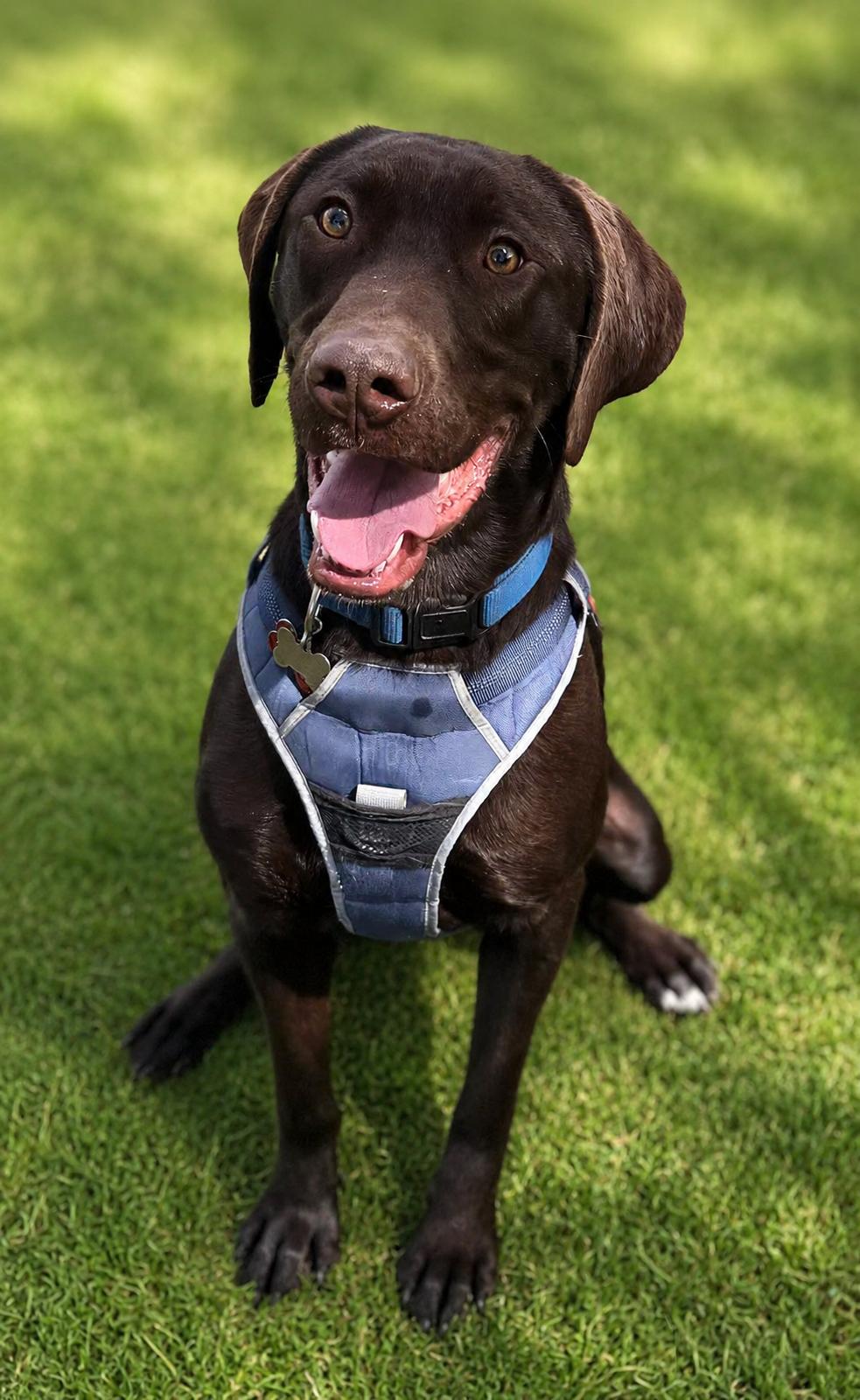 Falcon, a ADOPTABLE Labrador Retriever in Albuquerque, NM image 1/2