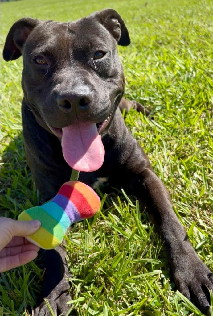 Archie, Adoptable, Young Male Pit Bull Terrier.