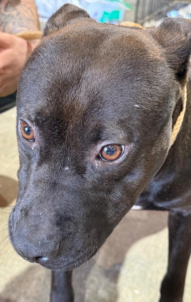 Enlarge Archie, a Adoptable Pit Bull Terrier in Saint Francisville, LA image 2/6