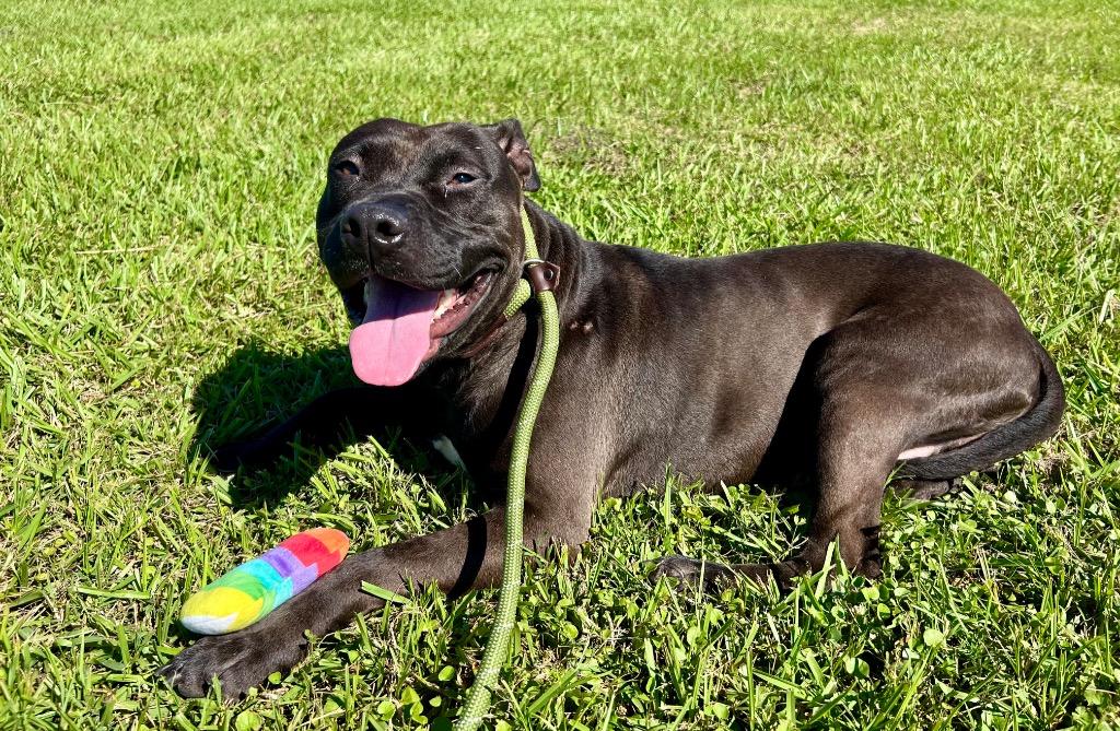 Enlarge Archie, a Adoptable Pit Bull Terrier in Saint Francisville, LA image 3/6