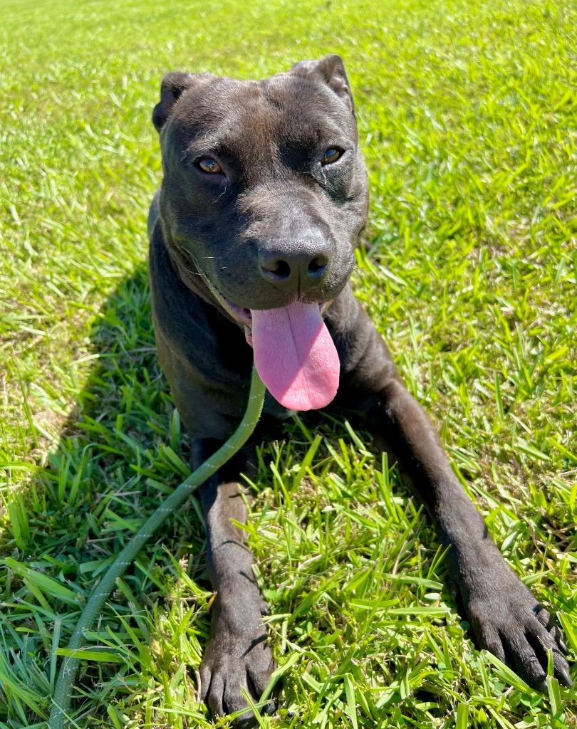 Enlarge Archie, a Adoptable Pit Bull Terrier in Saint Francisville, LA image 4/6