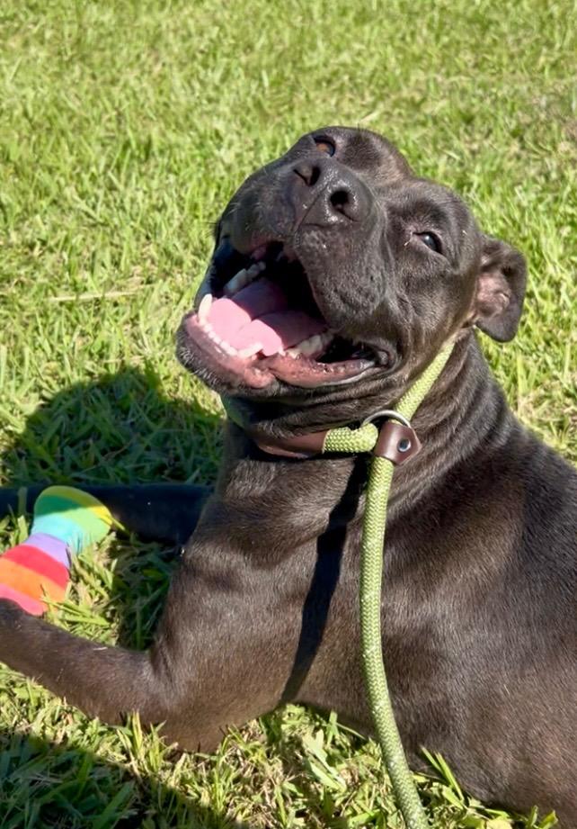 Enlarge Archie, a Adoptable Pit Bull Terrier in Saint Francisville, LA image 5/6