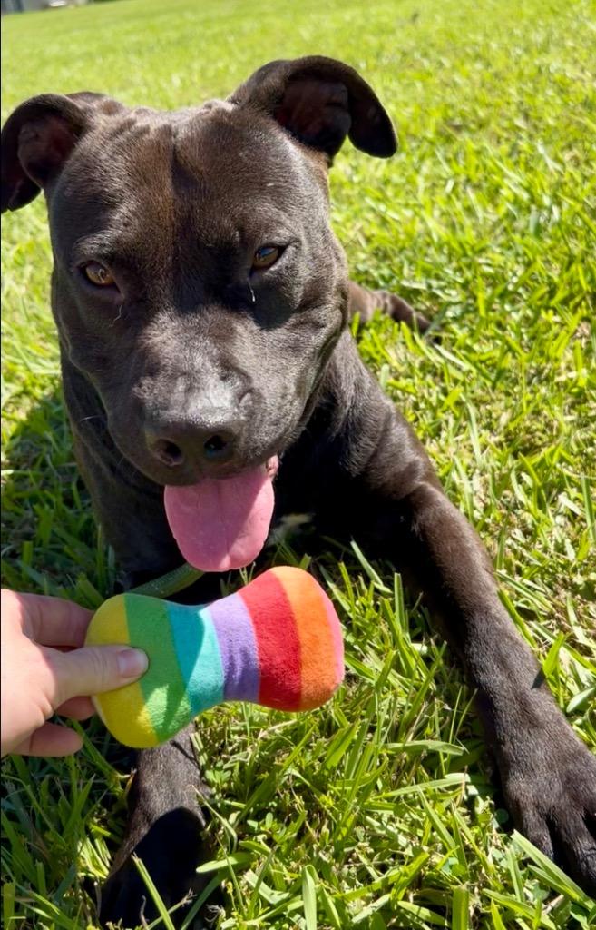 Enlarge Archie, a Adoptable Pit Bull Terrier in Saint Francisville, LA image 6/6