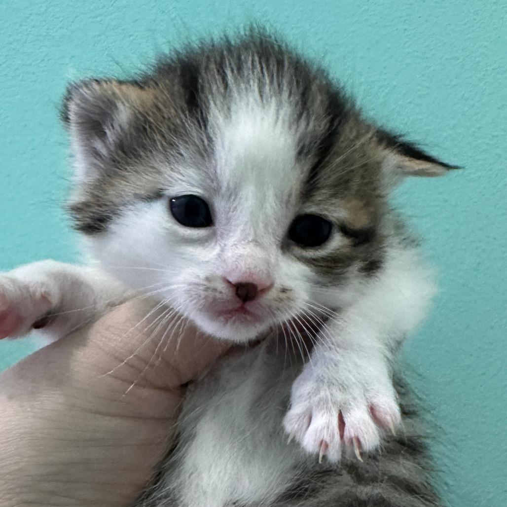 Setting Spray, Adoptable, Kitten Female Domestic Short Hair.